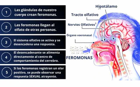 Impacta y Seduce: La Nueva Fragancia De Paris Con Feromonas