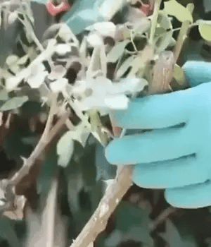 Agilidad y Fuerza: ¡Conoce los Guantes de jardinería que Cambiarán tu Manera de Trabajar!