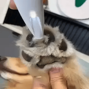 Cortapelos de mascotas para zonas difíciles de cortar