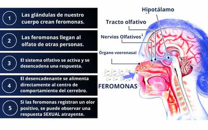Impacta y Seduce: La Nueva Fragancia De Paris Con Feromonas