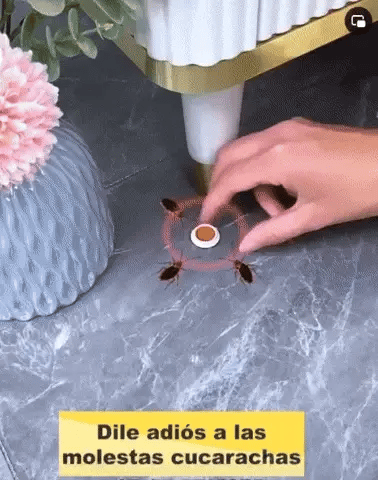 Di Adiós A Las Cucarachas En Pocos Días Con Este Cebo En Gel